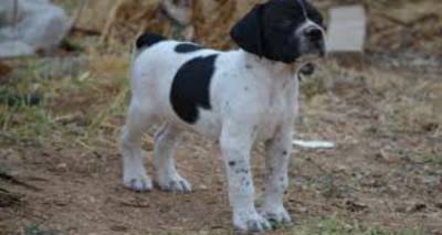 &Phi;&omega;&tau;&omicron;&gamma;&rho;&alpha;&phi;ί&alpha; &alpha;&rho;&chi;&epsilon;ί&omicron;&upsilon;