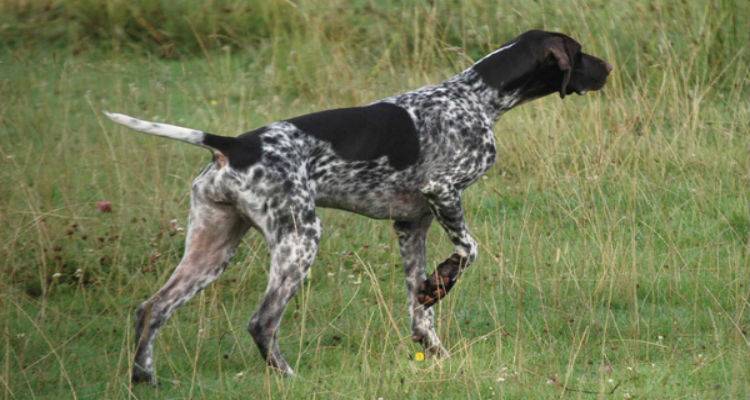 Κυνηγετικός Σύλλογος Λήμνου: Ενημέρωση για τους κυνηγετικούς σκύλους