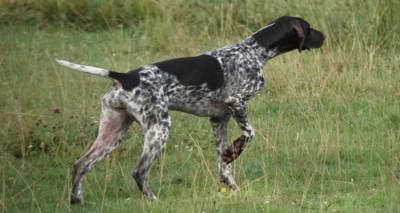 Κυνηγετικός Σύλλογος Λήμνου: Ενημέρωση για τους κυνηγετικούς σκύλους