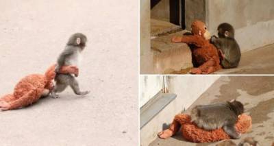 &Pi;&alpha;&gamma;&kappa;ό&sigma;&mu;&iota;&alpha; &epsilon;&mu;&mu;&omicron;&nu;ή &mu;&epsilon; &tau;&omicron;&nu; &theta;&lambda;&iota;&mu;&mu;έ&nu;&omicron; &mu;&iota;&kappa;&rho;ό &pi;ί&theta;&eta;&kappa;&omicron; &pi;&omicron;&upsilon; &tau;&omicron;&nu; &pi;&alpha;&rho;ά&tau;&eta;&sigma;&epsilon; &eta; &mu;&eta;&tau;έ&rho;&alpha; &tau;&omicron;&upsilon; &kappa;&alpha;&iota; &mu;&epsilon;&gamma;&alpha;&lambda;ώ&nu;&epsilon;&iota; &mu;&epsilon; έ&nu;&alpha;... &lambda;&omicron;ύ&tau;&rho;&iota;&nu;&omicron; -&Tau;&alpha; viral &beta;ί&nu;&tau;&epsilon;&omicron;