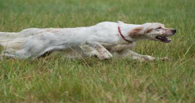 &Kappa;&iota;&nu;&delta;&upsilon;&nu;&epsilon;ύ&epsilon;&iota; &sigma;&kappa;&upsilon;&lambda;ί &alpha;&upsilon;&tau;ή &tau;&eta;&nu; ώ&rho;&alpha; &sigma;&tau;&eta;&nu; &epsilon;&upsilon;&theta;&epsilon;ί&alpha; &tau;&omicron;&upsilon; &alpha;&epsilon;&rho;&omicron;&delta;&rho;&omicron;&mu;ί&omicron;&upsilon;