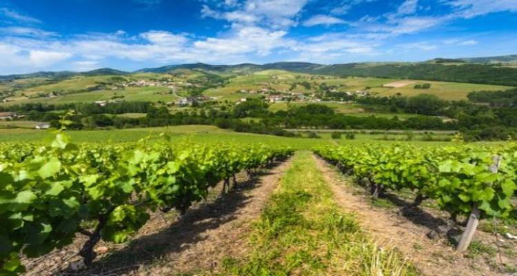 &Lambda;ή&mu;&nu;&omicron;&sigmaf;: Ά&nu;&omicron;&iota;&xi;&epsilon; &tau;&omicron; &pi;&rho;ό&gamma;&rho;&alpha;&mu;&mu;&alpha; &alpha;&nu;&alpha;&delta;&iota;ά&rho;&theta;&rho;&omega;&sigma;&eta;&sigmaf; &kappa;&alpha;&iota; &mu;&epsilon;&tau;&alpha;&tau;&rho;&omicron;&pi;ή&sigmaf; &tau;&omega;&nu; &alpha;&mu;&pi;&epsilon;&lambda;ώ&nu;&omega;&nu; &pi;&epsilon;&rho;&iota;ό&delta;&omicron;&upsilon; 2021-2022