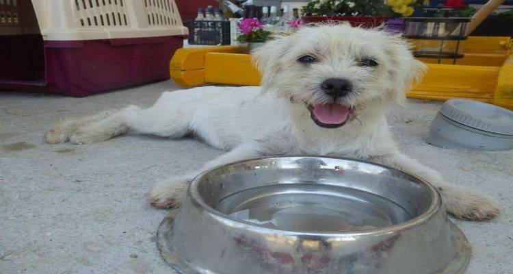 Οι &quot;αδέσποτες ψυχές&quot; της Λήμνου ζητούν τη στήριξη μας | Μπαζάρ στο παλιό λιμάνι Μύρινας