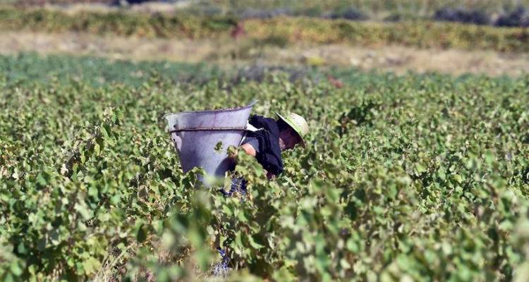 &Kappa;&lambda;&omicron;&pi;ή &mu;&alpha;&mu;&omicron;ύ&theta; &sigma;&tau;&eta; &Gamma;&alpha;&lambda;&lambda;ί&alpha;: &Sigma;&epsilon; έ&nu;&alpha; &beta;&rho;ά&delta;&upsilon; έ&kappa;&lambda;&epsilon;&psi;&alpha;&nu; 7 &tau;ό&nu;&omicron;&upsilon;&sigmaf; &sigma;&tau;&alpha;&phi;ύ&lambda;&iota;&alpha;!