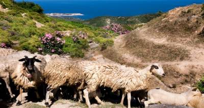 Λήμνο: Επανεκκίνηση της διακίνησης ζώντων ζώων εκτός νησιού για άμεση σφαγή