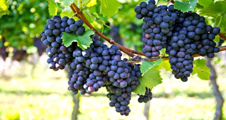 Παράταση στις αιτήσεις για το πρόγραμμα αναδιάρθρωσης αμπελώνων σε Λέσβο και Λήμνο