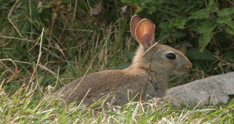 Η Περιφερειακή Ενότητα Λήμνου για την έγκριση αγοραπωλησίας αγριοκούνελων