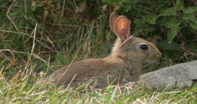 Η Περιφερειακή Ενότητα Λήμνου για την έγκριση αγοραπωλησίας αγριοκούνελων