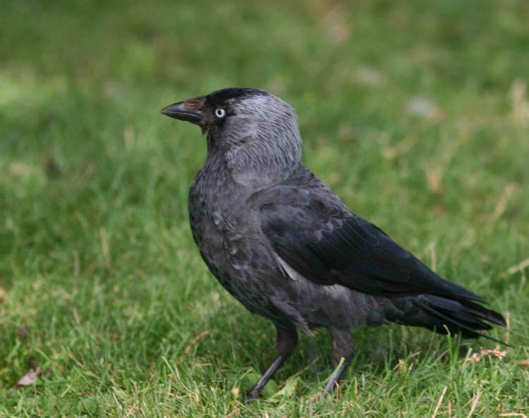 Συνεχίζεται με επιτυχία το πρόγραμμα ελέγχου των κορακοειδών στη Λήμνο