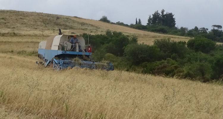 H &kappa;&alpha;&lambda;&lambda;&iota;έ&rho;&gamma;&epsilon;&iota;&alpha; &tau;&omicron;&upsilon; &pi;&alpha;&lambda;&iota;&omicron;ύ &sigma;&kappa;&lambda;&eta;&rho;&omicron;ύ &sigma;&iota;&tau;&alpha;&rho;&iota;&omicron;ύ &Lambda;ή&mu;&nu;&omicron;&sigmaf; &sigma;&tau;&alpha; &pi;&lambda;&alpha;ί&sigma;&iota;&alpha; &tau;&omicron;&upsilon; &Alpha;&iota;&gamma;&iota;&lambda;&omicron;&pi;&alpha;