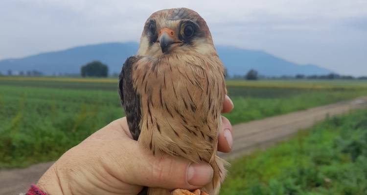 &Sigma;&tau;&omicron;&upsilon;&sigmaf; &alpha;&iota;&theta;έ&rho;&epsilon;&sigmaf; &xi;&alpha;&nu;ά &tau;&omicron; &mu;&alpha;&rho;&omicron;&kappa;&omicron;&rho;&kappa;ί&nu;&epsilon;&zeta;&omicron; &pi;&omicron;&upsilon; &beta;&rho;έ&theta;&eta;&kappa;&epsilon; &tau;&rho;&alpha;&upsilon;&mu;&alpha;&tau;&iota;&sigma;&mu;έ&nu;&omicron; &sigma;&tau;&eta; &Lambda;ή&mu;&nu;&omicron;