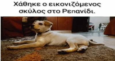 Χάθηκε σκυλάκι στο Ρεπανίδι