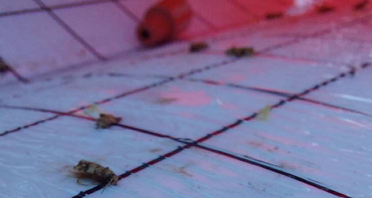 Παγίδες για την Ευδεμίδα εγκατέστησε ο Αγροτικός Συνεταιρισμός Λήμνου