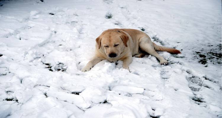 Φιλοζωικό Σωματείο Λήμνου: &quot; Τα ζώα χρειάζονται μεγαλύτερη προστασία με τον παγετό&quot;