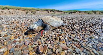 Λήμνος: Νεκρή καρέτα-καρέτα εντοπίστηκε στην  περιοχή της Ξηρόλιμνης