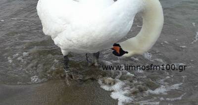 &Epsilon;&pi;&iota;&chi;&epsilon;ί&rho;&eta;&sigma;&eta; &laquo;&kappa;ύ&kappa;&nu;&omicron;&sigmaf;&raquo;: &Tau;&rho;&alpha;&upsilon;&mu;&alpha;&tau;ί&sigma;&tau;&eta;&kappa;&epsilon; &tau;&omicron; ό&mu;&omicron;&rho;&phi;&omicron; &pi;&tau;&eta;&nu;ό &tau;&eta;&sigmaf; &Mu;ύ&rho;&iota;&nu;&alpha;&sigmaf; (photos)