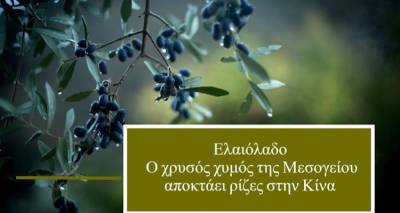 &Epsilon;&lambda;&alpha;&iota;ό&lambda;&alpha;&delta;&omicron;: &Omicron; &chi;&rho;&upsilon;&sigma;ό&sigmaf; &chi;&upsilon;&mu;ό&sigmaf; &tau;&eta;&sigmaf; &Mu;&epsilon;&sigma;&omicron;&gamma;&epsilon;ί&omicron;&upsilon; &alpha;&pi;&omicron;&kappa;&tau;ά&epsilon;&iota; &rho;ί&zeta;&epsilon;&sigmaf; &sigma;&tau;&eta;&nu; &Kappa;ί&nu;&alpha;