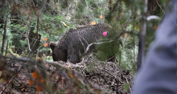 &Omicron;&iota;&kappa;&omicron;&gamma;&epsilon;&nu;&epsilon;&iota;&alpha;&kappa;ή &tau;&rho;&alpha;&gamma;&omega;&delta;ί&alpha; &sigma;&tau;&eta; &Gamma;&alpha;&lambda;&lambda;ί&alpha;: &Sigma;&kappa;ό&tau;&omega;&sigma;&epsilon; &tau;&eta;&nu; &sigma;ύ&nu;&tau;&rho;&omicron;&phi;ό &tau;&omicron;&upsilon; &kappa;&alpha;&tau;ά &tau;&eta; &delta;&iota;ά&rho;&kappa;&epsilon;&iota;&alpha; &kappa;&upsilon;&nu;&eta;&gamma;&iota;&omicron;ύ &alpha;&gamma;&rho;&iota;&omicron;&gamma;&omicron;ύ&rho;&omicron;&upsilon;&nu;&omega;&nu;