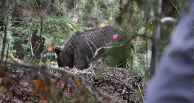&Omicron;&iota;&kappa;&omicron;&gamma;&epsilon;&nu;&epsilon;&iota;&alpha;&kappa;ή &tau;&rho;&alpha;&gamma;&omega;&delta;ί&alpha; &sigma;&tau;&eta; &Gamma;&alpha;&lambda;&lambda;ί&alpha;: &Sigma;&kappa;ό&tau;&omega;&sigma;&epsilon; &tau;&eta;&nu; &sigma;ύ&nu;&tau;&rho;&omicron;&phi;ό &tau;&omicron;&upsilon; &kappa;&alpha;&tau;ά &tau;&eta; &delta;&iota;ά&rho;&kappa;&epsilon;&iota;&alpha; &kappa;&upsilon;&nu;&eta;&gamma;&iota;&omicron;ύ &alpha;&gamma;&rho;&iota;&omicron;&gamma;&omicron;ύ&rho;&omicron;&upsilon;&nu;&omega;&nu;