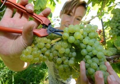 Ξεκίνησαν οι αιτήσεις επιδότησης αμπέλων στη Λήμνο