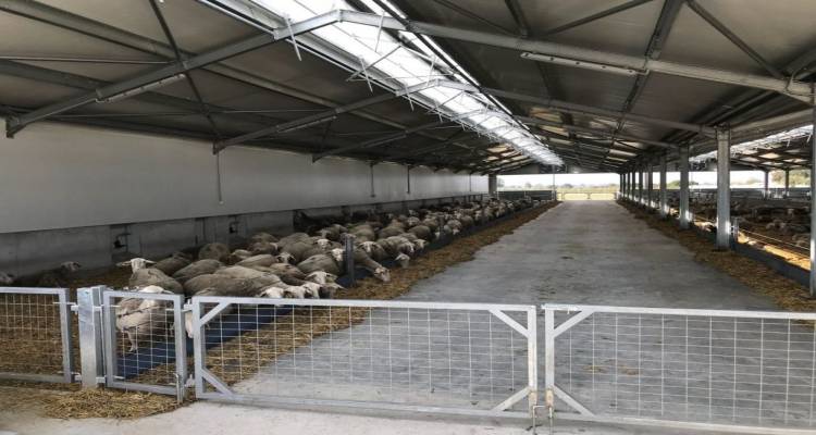 “Χέρι” σε κτηνοτροφική μονάδα της Λήμνου | 5.000€ υπολογίζεται η ζημιά