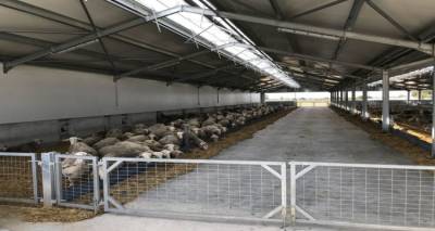 “Χέρι” σε κτηνοτροφική μονάδα της Λήμνου | 5.000€ υπολογίζεται η ζημιά