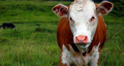 &Eta; &Pi;&epsilon;&rho;&iota;&phi;έ&rho;&epsilon;&iota;&alpha; &epsilon;&phi;&iota;&sigma;&tau;ά &tau;&eta;&nu; &pi;&rho;&omicron;&sigma;&omicron;&chi;ή &tau;&omega;&nu; &kappa;&tau;&eta;&nu;&omicron;&tau;&rho;ό&phi;&omega;&nu;: &Epsilon;&sigma;&tau;ί&epsilon;&sigmaf; &alpha;&phi;&theta;ώ&delta;&omicron;&upsilon;&sigmaf; &pi;&upsilon;&rho;&epsilon;&tau;&omicron;ύ &kappa;&omicron;&nu;&tau;ά &sigma;&tau;&alpha; &nu;&eta;&sigma;&iota;ά