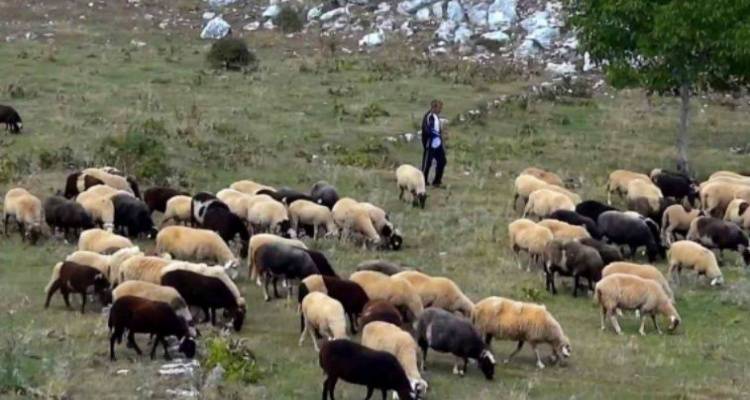 Τομεακή Επιτροπή Λήμνου ΚΚΕ: «Να συσπειρωθούν οι αγρότες και οι κτηνοτρόφοι διεκδικώντας τα αιτήματά τους»