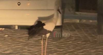 Λήμνος: Πελαργός εθεάθη στο λιμάνι της Μύρινας