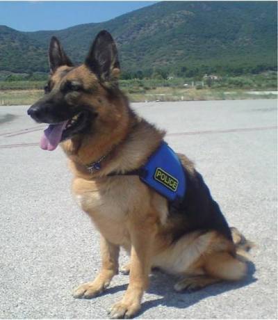 Έφυγε από τη ζωή η «Mira» - ο αστυνομικός σκύλος της Ομάδας Εξουδετέρωσης Εκρηκτικών Μηχανισμών ΒΑ Αιγαίου