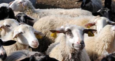 &Tau;&omicron; &Tau;&mu;ή&mu;&alpha; &Kappa;&tau;&eta;&nu;&iota;&alpha;&tau;&rho;&iota;&kappa;ή&sigmaf; &Lambda;ή&mu;&nu;&omicron;&upsilon; &epsilon;&pi;&iota;&sigma;&eta;&mu;&alpha;ί&nu;&epsilon;&iota;&hellip;