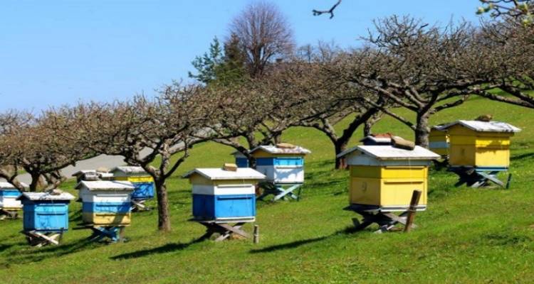 &laquo;&Delta;&eta;&lambda;&eta;&tau;&eta;&rho;&iota;ά&sigma;&epsilon;&iota;&sigmaf; &mu;&epsilon;&lambda;&iota;&sigma;&sigma;&omicron;&sigma;&mu;&eta;&nu;ώ&nu; &alpha;&pi;ό &epsilon;&phi;&alpha;&rho;&mu;&omicron;&gamma;ή &gamma;&epsilon;&omega;&rho;&gamma;&iota;&kappa;ώ&nu; &phi;&alpha;&rho;&mu;ά&kappa;&omega;&nu;&raquo;