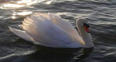 &Nu;ί&kappa;&omicron;&sigmaf; &Pi;&alpha;&nu;&alpha;&gamma;&iota;&omega;&tau;ό&pi;&omicron;&upsilon;&lambda;&omicron;&sigmaf;: &laquo;&Omicron; &kappa;ύ&kappa;&nu;&omicron;&sigmaf; έ&pi;&rho;&epsilon;&pi;&epsilon; &nu;&alpha; &mu;&epsilon;&tau;&alpha;&kappa;&iota;&nu;&eta;&theta;&epsilon;ί &alpha;&pi;ό &tau;&eta;&nu; &pi;&alpha;&rho;&alpha;&lambda;ί&alpha; &tau;&eta;&sigmaf; &Nu;έ&alpha;&sigmaf; &Mu;&alpha;&delta;ύ&tau;&omicron;&upsilon;&raquo; (mp3)