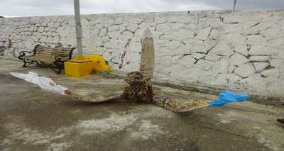 Αλιεύθηκε ανοιχτά της Λήμνου έλικας αεροπλάνου του Β’ Παγκοσμίου Πολέμου (photos)