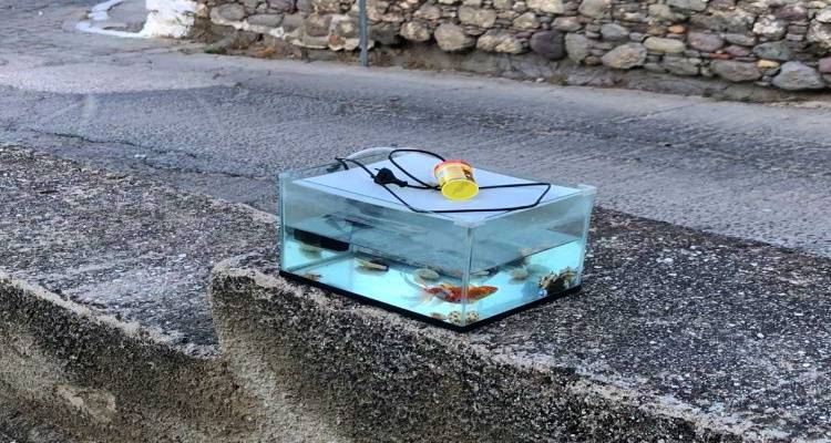 Λήμνος: Εγκατέλειψαν στο δρόμο χρυσόψαρα(;;;)