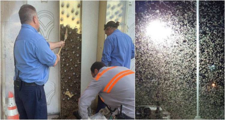 Επιδρομή ακρίδας στο Λας Βέγκας | Τρόμος στους κατοίκους, βίντεο σοκ