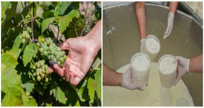 Lemnos Philema: η συλλογική πρωτοβουλία για την ανάδειξη της γαστρονομίας της Λήμνου