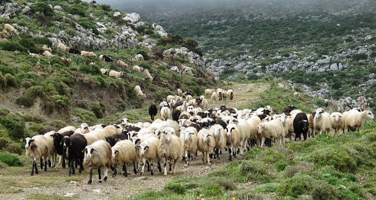 Λήμνος - ευλογία των προβάτων: Το δείγμα από το πρώτο για φέτος ύποπτο περιστατικό, ήταν τελικά αρνητικό!