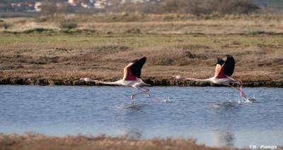 &Pi;&alpha;&rho;&alpha;&tau;ή&rho;&eta;&sigma;&eta; &pi;&omicron;&upsilon;&lambda;&iota;ώ&nu; &sigma;&tau;&omicron; &nu;&eta;&sigma;ί &tau;&eta;&sigmaf; &Lambda;ή&mu;&nu;&omicron;&upsilon;