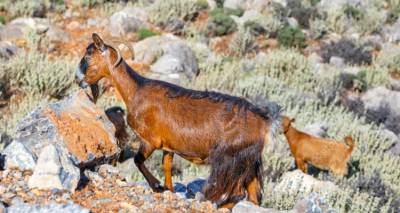 &Phi;&omega;&tau;&omicron;&gamma;&rho;&alpha;&phi;ί&alpha;: Google