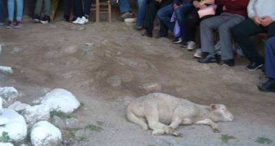 Τέλος το έθιμο με το ζώο στη Λειτουργία της Λαμπροτρίτης στην Παναγία την Κακαβιώτισσα (photo)
