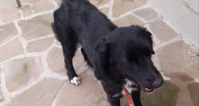 &Epsilon;&nu;&tau;&omicron;&pi;ί&sigma;&tau;&eta;&kappa;&epsilon; &tau;&omicron; &sigma;&kappa;&upsilon;&lambda;ί &tau;&eta;&sigmaf; &phi;&omega;&tau;&omicron;&gamma;&rho;&alpha;&phi;ί&alpha;&sigmaf; &kappa;&omicron;&nu;&tau;ά &sigma;&tau;&omicron;&nu; &alpha;&rho;&chi;&alpha;&iota;&omicron;&lambda;&omicron;&gamma;&iota;&kappa;ό &chi;ώ&rho;&omicron; &tau;&eta;&sigmaf; &Pi;&omicron;&lambda;&iota;ό&chi;&nu;&eta;&sigmaf; | &Mu;ή&pi;&omega;&sigmaf; &tau;&omicron; &alpha;&nu;&alpha;&zeta;&eta;&tau;ά&tau;&epsilon;;