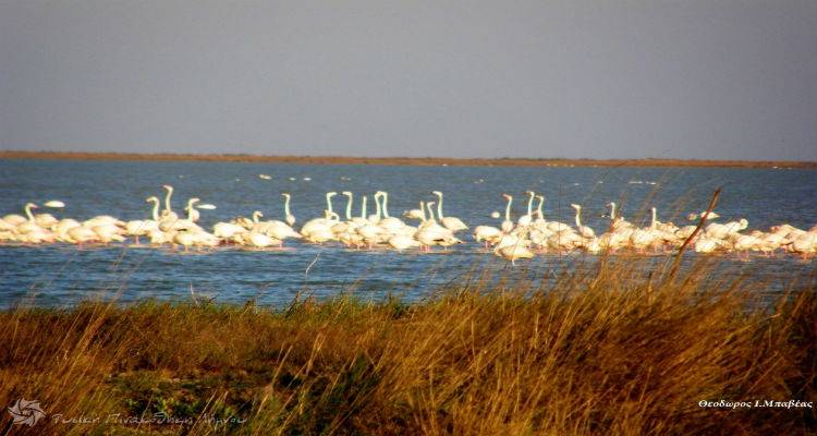 &Eta; &Alpha;&lambda;&upsilon;&kappa;ή &Lambda;ή&mu;&nu;&omicron;&upsilon; &pi;&rho;&omicron;&sigmaf; &alpha;&xi;&iota;&omicron;&pi;&omicron;ί&eta;&sigma;&eta; &alpha;&pi;ό &tau;&eta;&nu; &laquo;&Epsilon;&lambda;&lambda;&eta;&nu;&iota;&kappa;έ&sigmaf; &Alpha;&lambda;&upsilon;&kappa;έ&sigmaf; &Alpha;&Epsilon;&raquo;