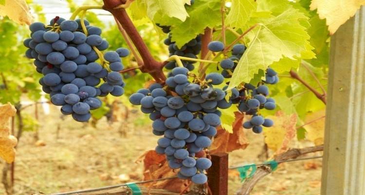 «Με το σταγονόμετρο» οι πληρωμές για τον περονόσπορο στους αμπελουργούς