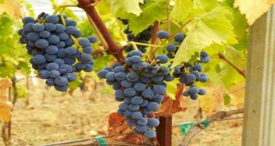 «Με το σταγονόμετρο» οι πληρωμές για τον περονόσπορο στους αμπελουργούς