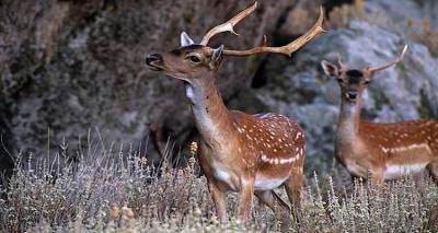 &Lambda;ή&mu;&nu;&omicron;&sigmaf;: &Chi;&tau;&upsilon;&pi;&eta;&mu;έ&nu;&omicron; &pi;&lambda;&alpha;&tau;ώ&nu;&iota; &sigma;&tau;&omicron; &lambda;&iota;&mu;ά&nu;&iota; &tau;&eta;&sigmaf; &Mu;ύ&rho;&iota;&nu;&alpha;&sigmaf;
