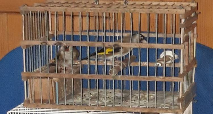 Λήμνος: Θα ταξίδευε παρανόμως με 21 καρδερίνες (photo + video)