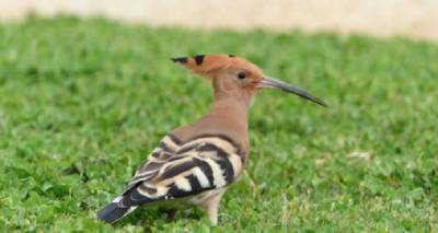 &Pi;&alpha;&rho;&alpha;&tau;ή&rho;&eta;&sigma;&eta; &pi;&omicron;&upsilon;&lambda;&iota;ώ&nu; &sigma;&tau;&omicron; &nu;&eta;&sigma;ί &tau;&eta;&sigmaf; &Lambda;ή&mu;&nu;&omicron;&upsilon; (Birdwatching)