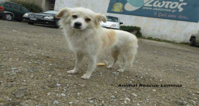 &Upsilon;&iota;&omicron;&theta;&epsilon;&tau;ή&theta;&eta;&kappa;&epsilon; &mu;&alpha; &psi;ά&chi;&nu;&epsilon;&iota; &sigma;&upsilon;&nu;&omicron;&delta;ό &gamma;&iota;&alpha; &Lambda;&alpha;ύ&rho;&iota;&omicron;