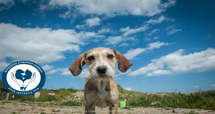 &Phi;&iota;&lambda;&omicron;&zeta;&omega;&iota;&kappa;ό &Sigma;&omega;&mu;&alpha;&tau;&epsilon;ί&omicron; &Lambda;ή&mu;&nu;&omicron;&upsilon; &pi;&rho;&omicron;&sigmaf; &Delta;ή&mu;&alpha;&rho;&chi;&omicron;: &laquo;&Alpha;&sigmaf; &beta;&rho;&omicron;ύ&mu;&epsilon; &lambda;ύ&sigma;&epsilon;&iota;&sigmaf; &gamma;&iota;&alpha; &tau;&alpha; &zeta;ώ&alpha;. &Pi;ά&rho;&tau;&epsilon; &tau;&iota;&sigmaf; &alpha;&pi;&omicron;&phi;ά&sigma;&epsilon;&iota;&sigmaf; &kappa;&alpha;&iota; &epsilon;&phi;&alpha;&rho;&mu;ό&sigma;&tau;&epsilon; &tau;&epsilon;&sigmaf; &Alpha;&Mu;&Epsilon;&Sigma;&Alpha;&raquo;.